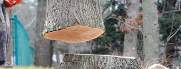 Reliable Oostburg, WI Tree Services Solutions