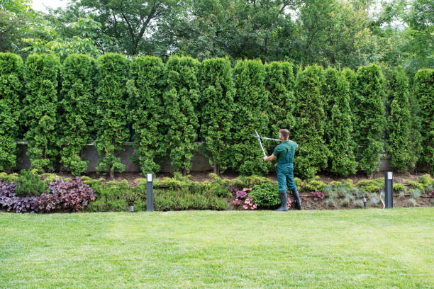 Best Organic Lawn Care Solutions  in Oostburg, WI